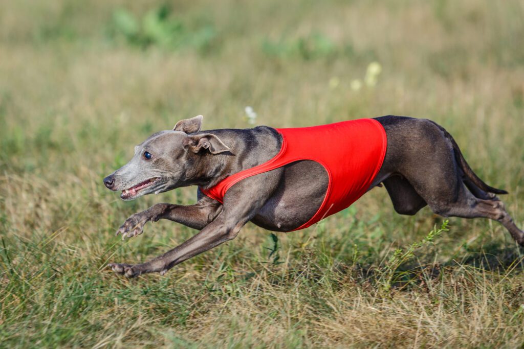 Italian Greyhound Running Fast In A Field Wearing A Red Vest