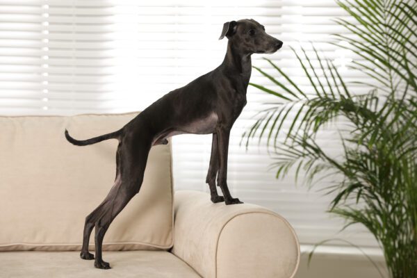 Italian Greyhound Standing On A Couch Indoors