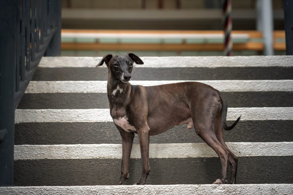 How to Adopt an Italian Greyhound