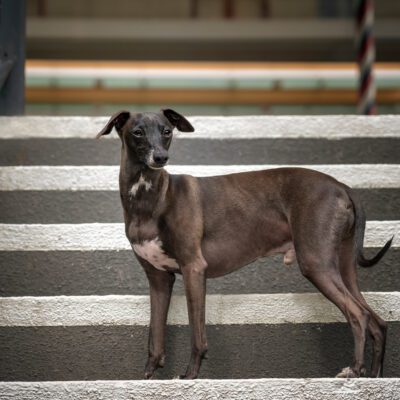 Italian Greyhound