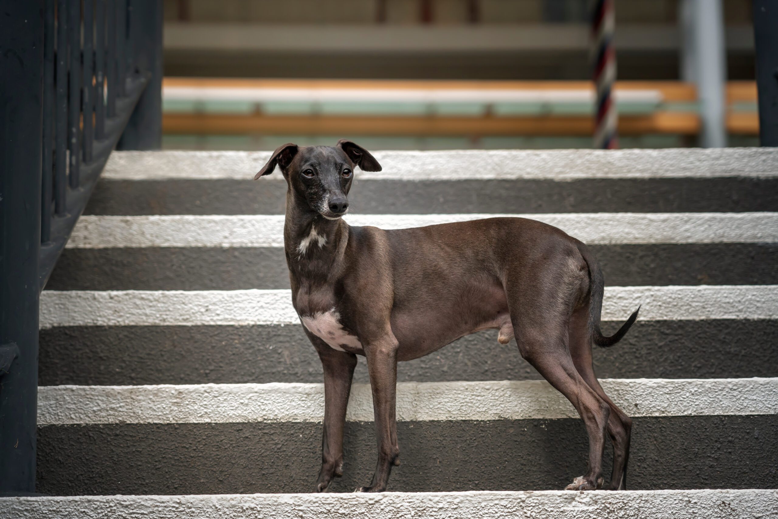 Italian Greyhound Adoption Guide