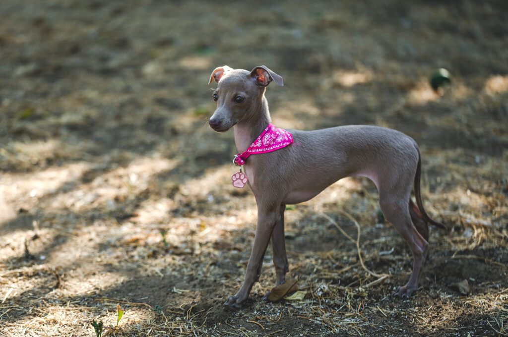 How To Adopt a Italian Greyhound in Alabama