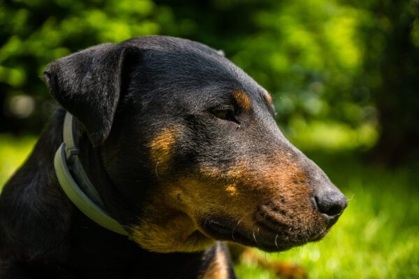 Jagdterrier Close Up Side Profile Outdoors