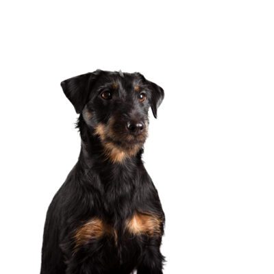 Jagdterrier