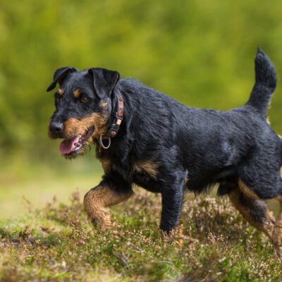 Jagdterrier