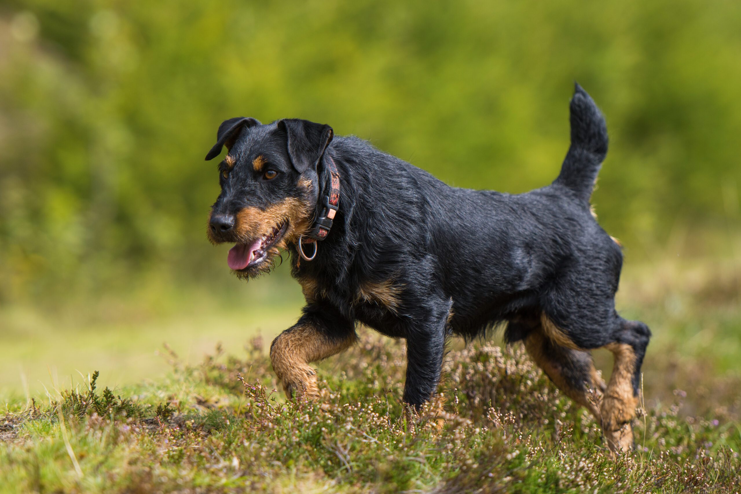 Jagdterrier Adoption Guide