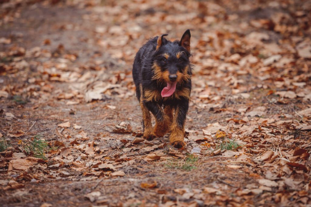 Jagdterrier Running Through Fallen Leaves On A Trail