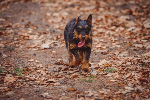 Jagdterrier Running Through Fallen Leaves On A Trail