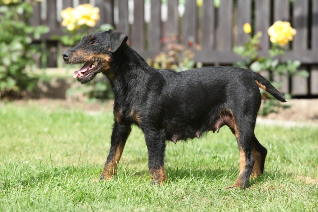 Jagdterrier Standing On Grass In A Yard