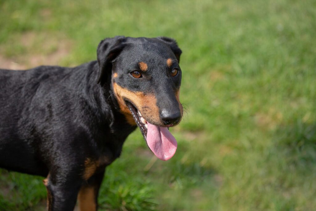 Jagdterrier Standing On Grass With Its Tongue Out