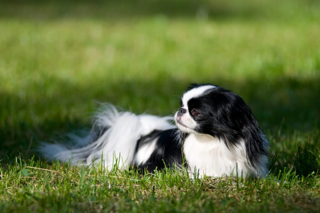 Japanese Chin Lying On Grass In A Park