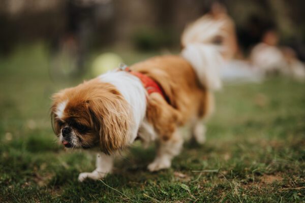 Japanese Chin Walking Outdoors Wearing A Harness