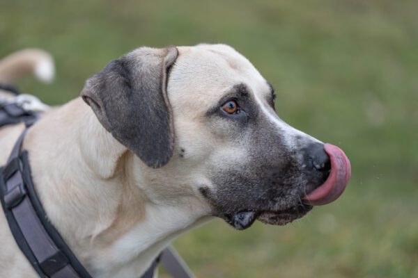 Kangal Shepherd Dog Close Up Side Profile