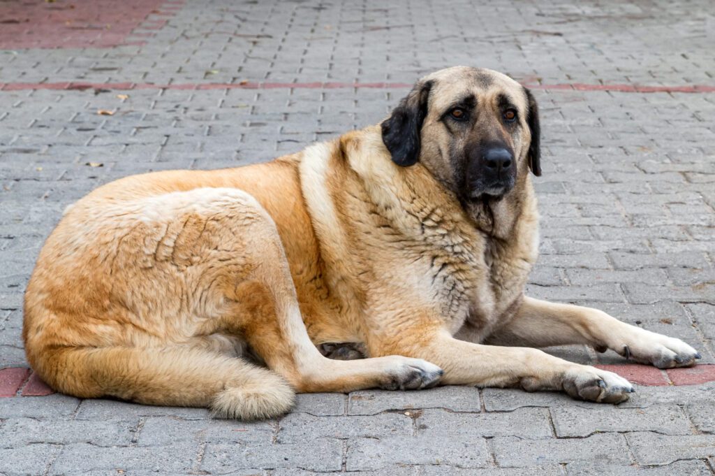 Kangal Shepherd Dog Lying On A Paved Surface