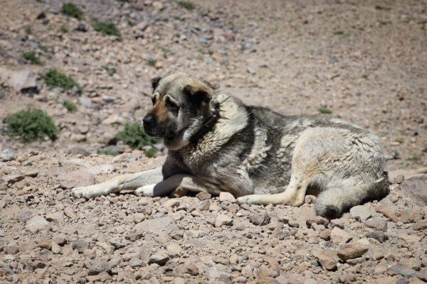 Kangal Shepherd Dog Lying On Rocky Ground Outdoors