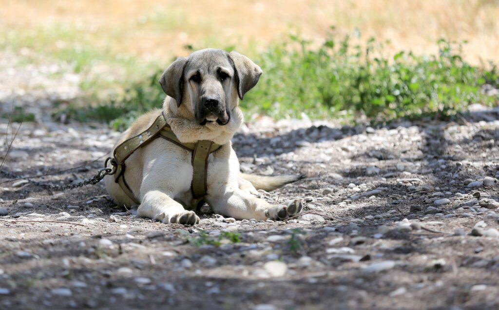 How to Adopt a Kangal Shepherd Dog