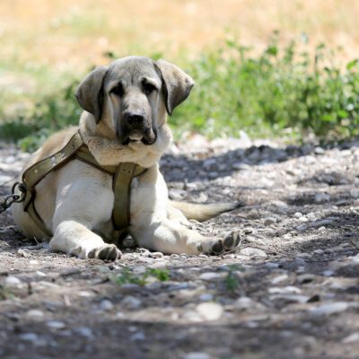 Kangal Shepherd Dog