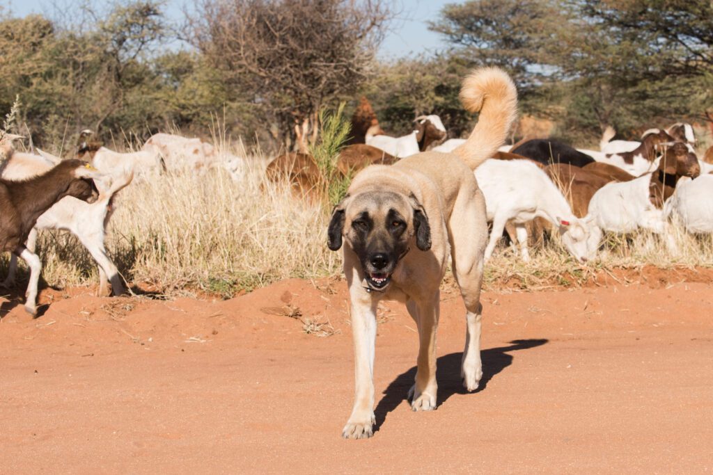 Kangal Shepherd Dog Walking On A Dirt Road
