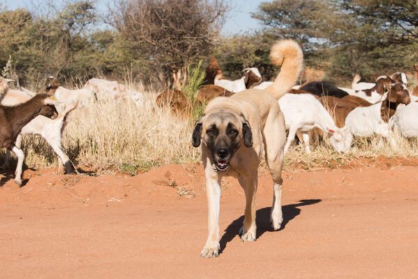 Kangal Shepherd Dog Walking On A Dirt Road