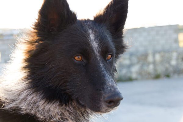 Karelian Bear Dog Close Up Portrait