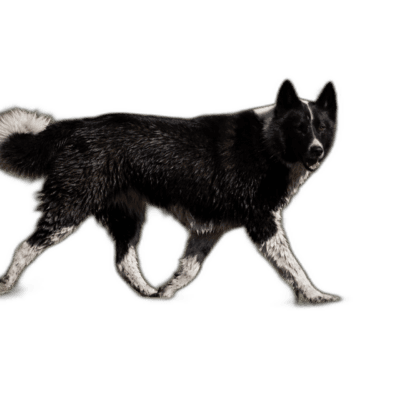 Karelian Bear Dog