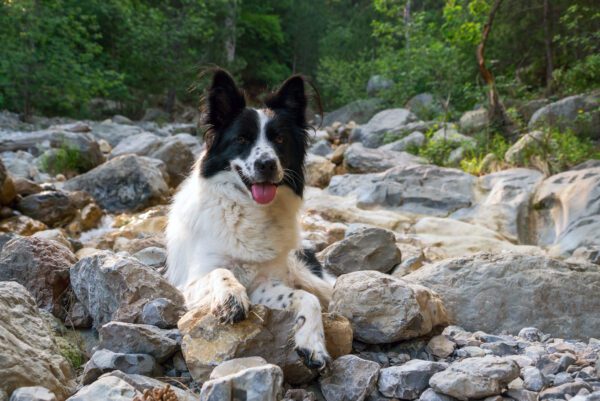 Karelian Bear Dog Lying On Rocks In A Forest
