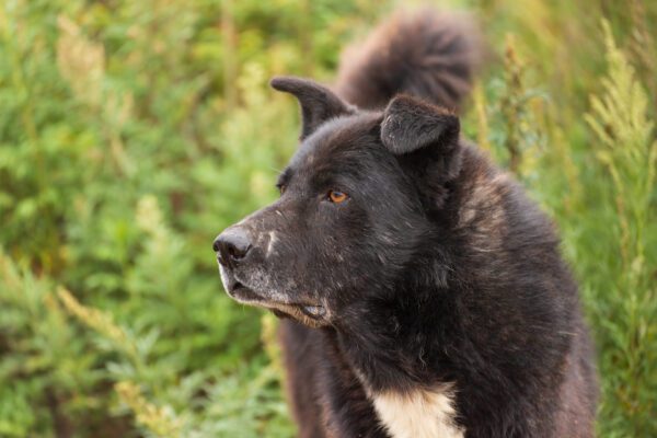 Karelian Bear Dog Side Profile Outdoors