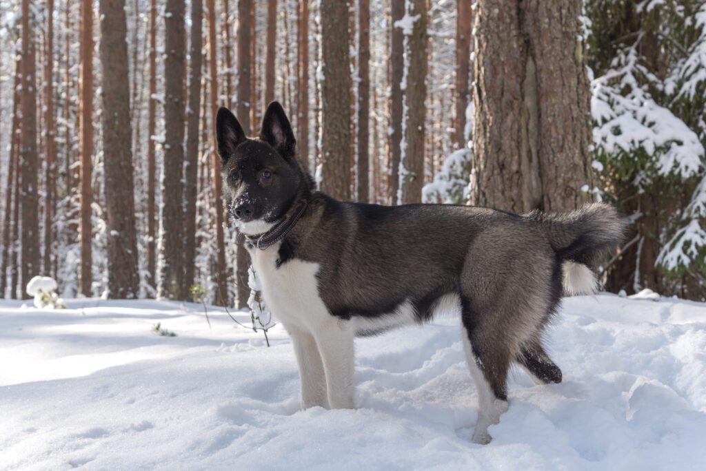 How to Adopt a Karelian Bear Dog
