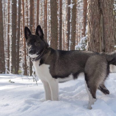 Karelian Bear Dog