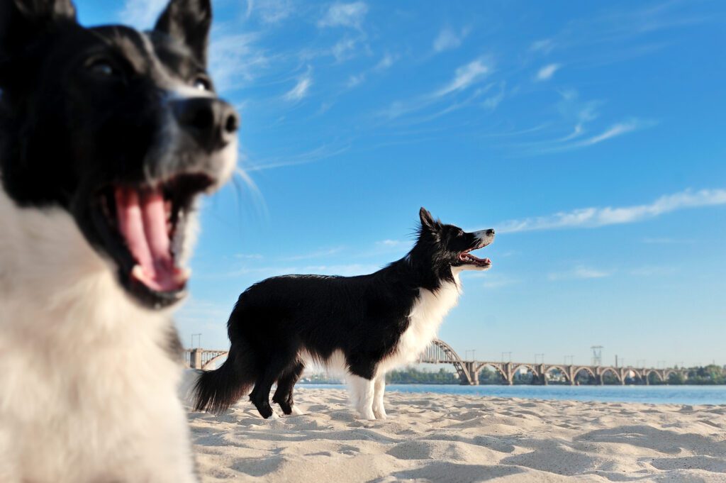 Karelian Bear Dog Standing On A Beach Under A Blue Sky