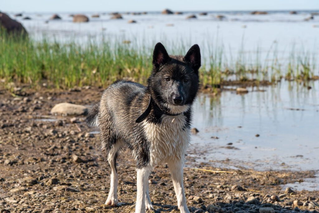Karelian Bear Dog Standing On A Rocky Lakeshore