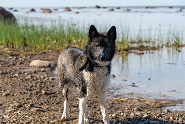 Karelian Bear Dog Standing On A Rocky Lakeshore
