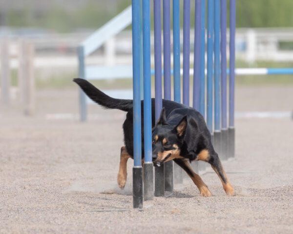 Kelpie Running Through Agility Poles At A Dog Park