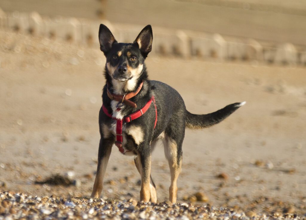 Kelpie Standing On Sandy Ground Wearing A Harness