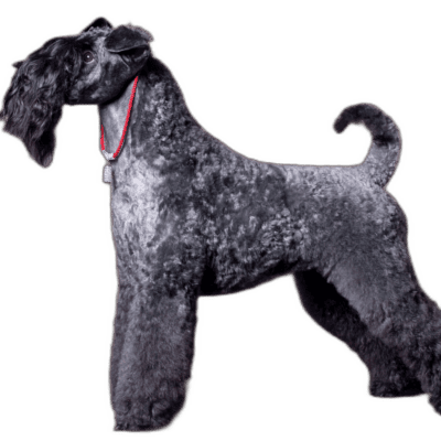 Kerry Blue Terrier