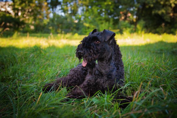 Kerry Blue Terrier Lying In Green Grass Outdoors