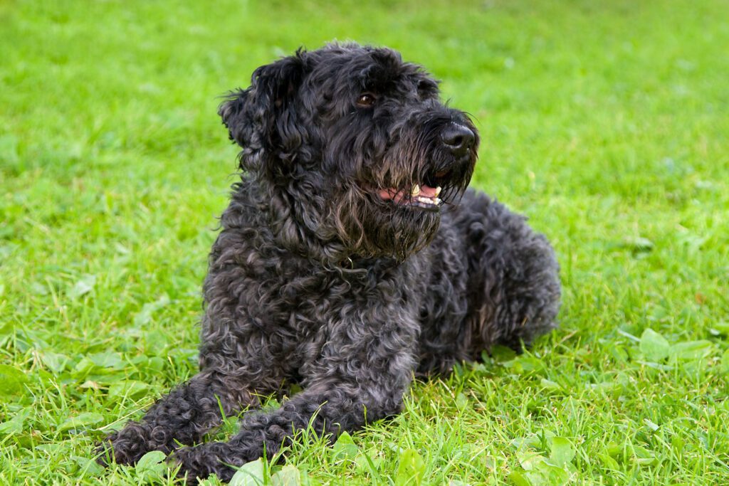 Kerry Blue Terrier Lying On Green Grass