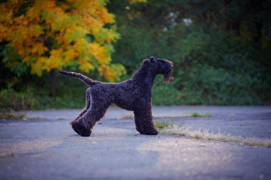 How to Adopt a Kerry Blue Terrier