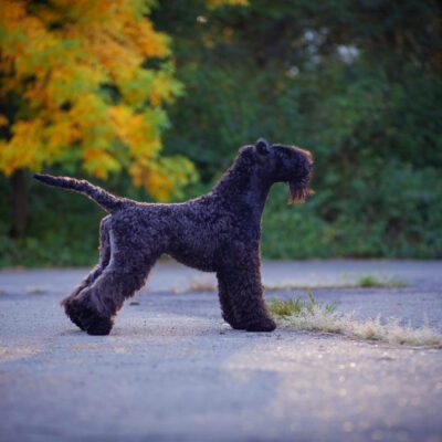 Kerry Blue Terrier