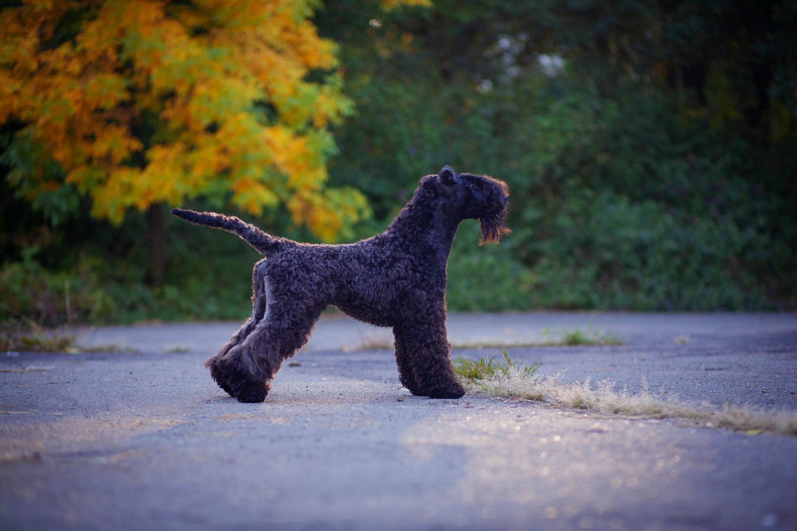 Kerry Blue Terrier Adoption Guide