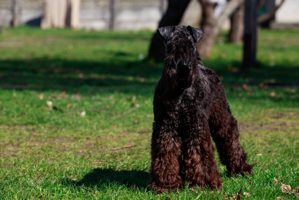 Kerry Blue Terrier Standing On Grass In Profile