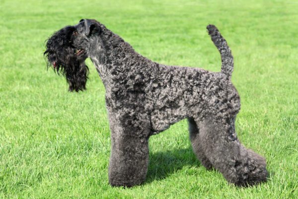 Kerry Blue Terrier Standing On Grass In Side Profile