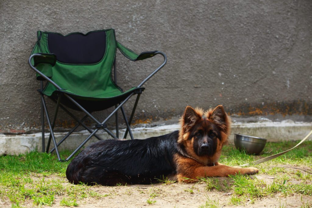 King Shepherd Puppy Lying On Grass Near A Camping Chair