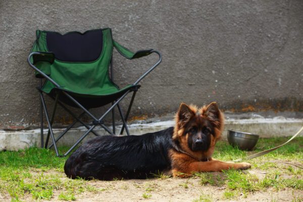 King Shepherd Puppy Lying On Grass Near A Camping Chair