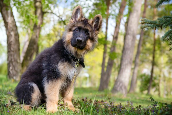 King Shepherd Puppy Sitting In A Forest