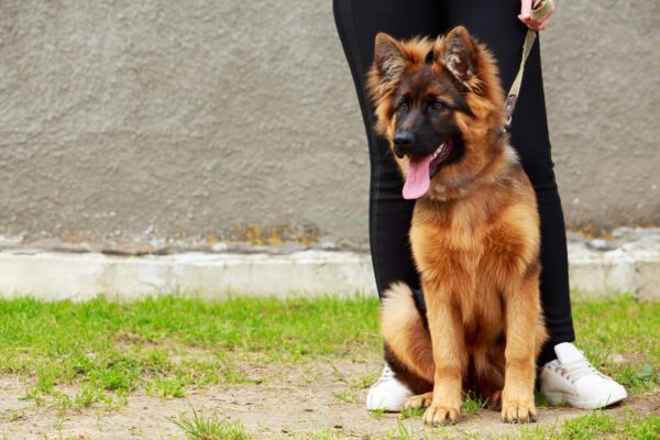 King Shepherd Sitting Beside A Person Outdoors