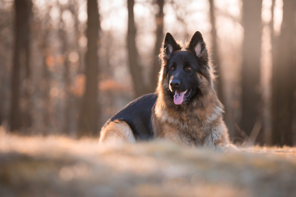 How to Adopt a King Shepherd