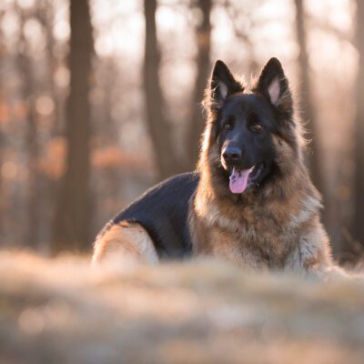 King Shepherd