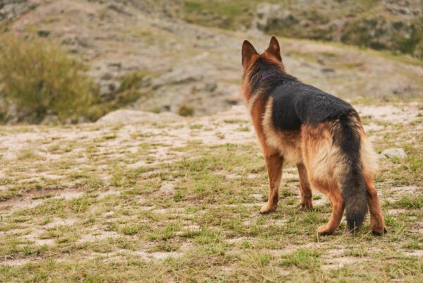 King Shepherd Standing On A Rocky Hillside