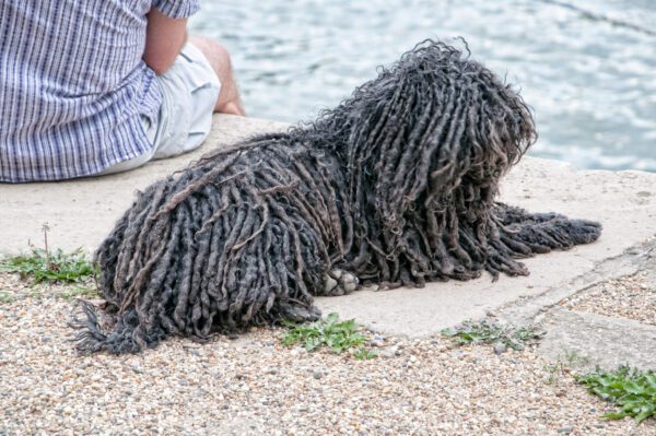 Komondor Lying On Sand Near Water